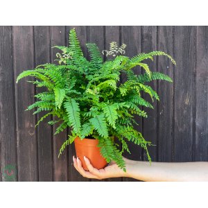Papraď (Adiantum hispidulum) 'BRONZE VENUS' - výška 20-30 cm, kont. C1L 